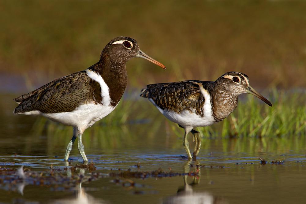 澳洲彩鹬 澳洲彩鹬的图片
