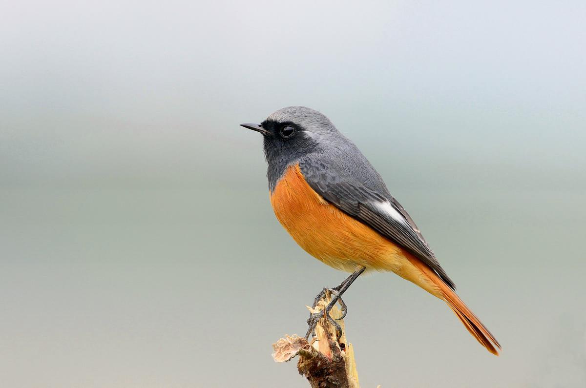 黑喉红尾鸲 黑喉红尾鸲的图片