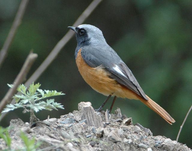 �ں���β𶣺�������߸�С�������ɫ������