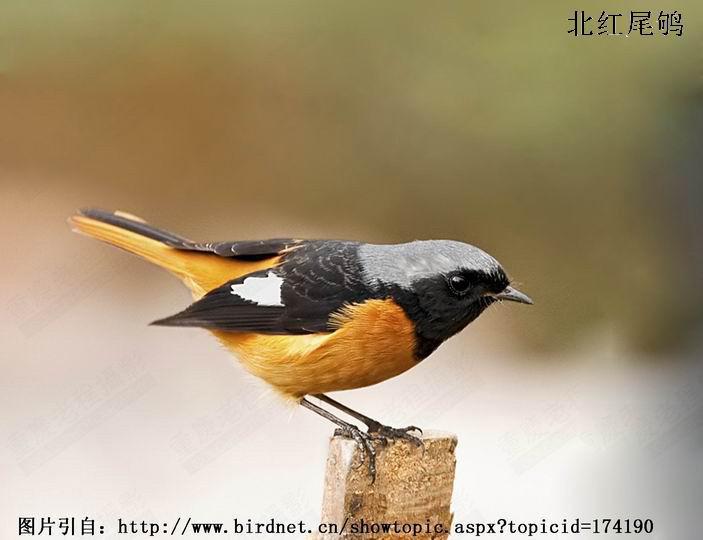 ����β��������߸����ԣ�������ɫ�Ա����ԣ�����β�����ɫ��