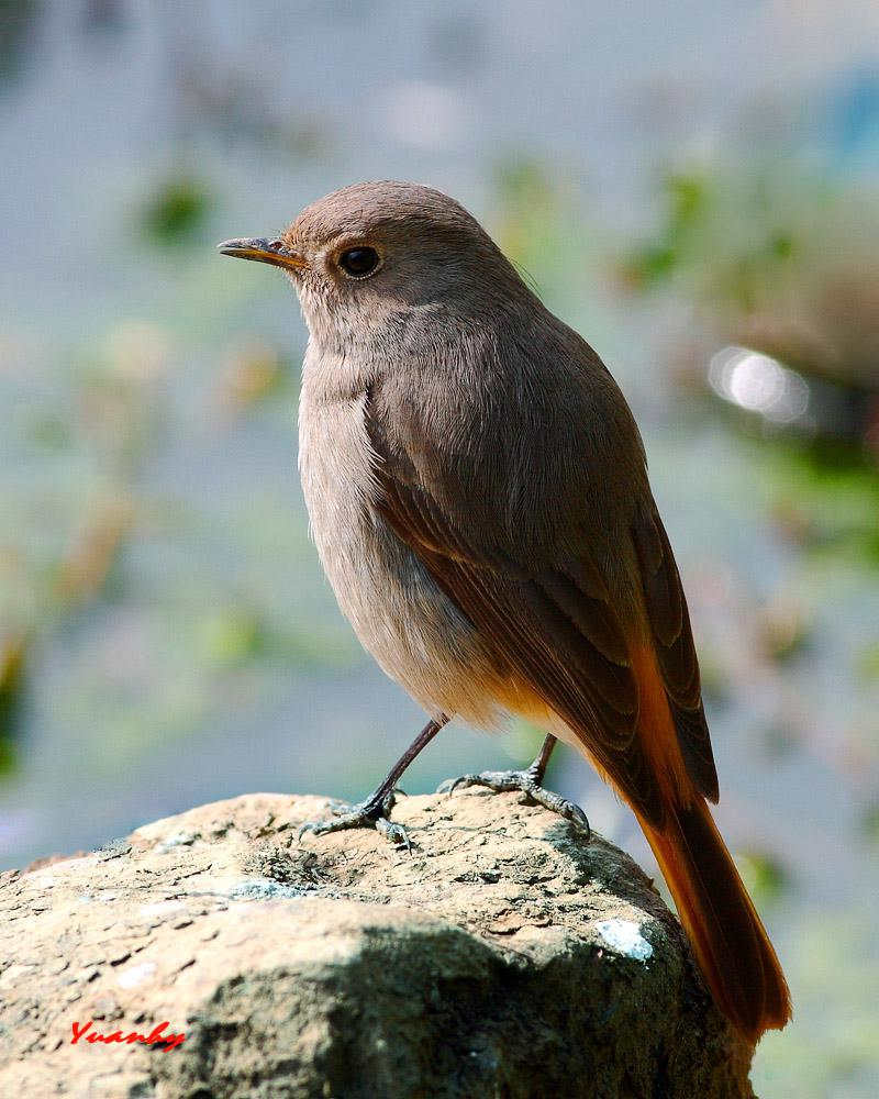 ����β������Ӱyuanhy