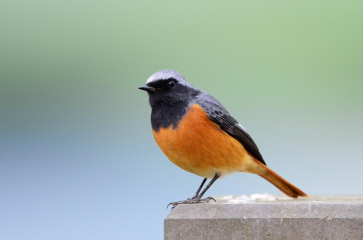 �ں���β�������Ӱ�θ�