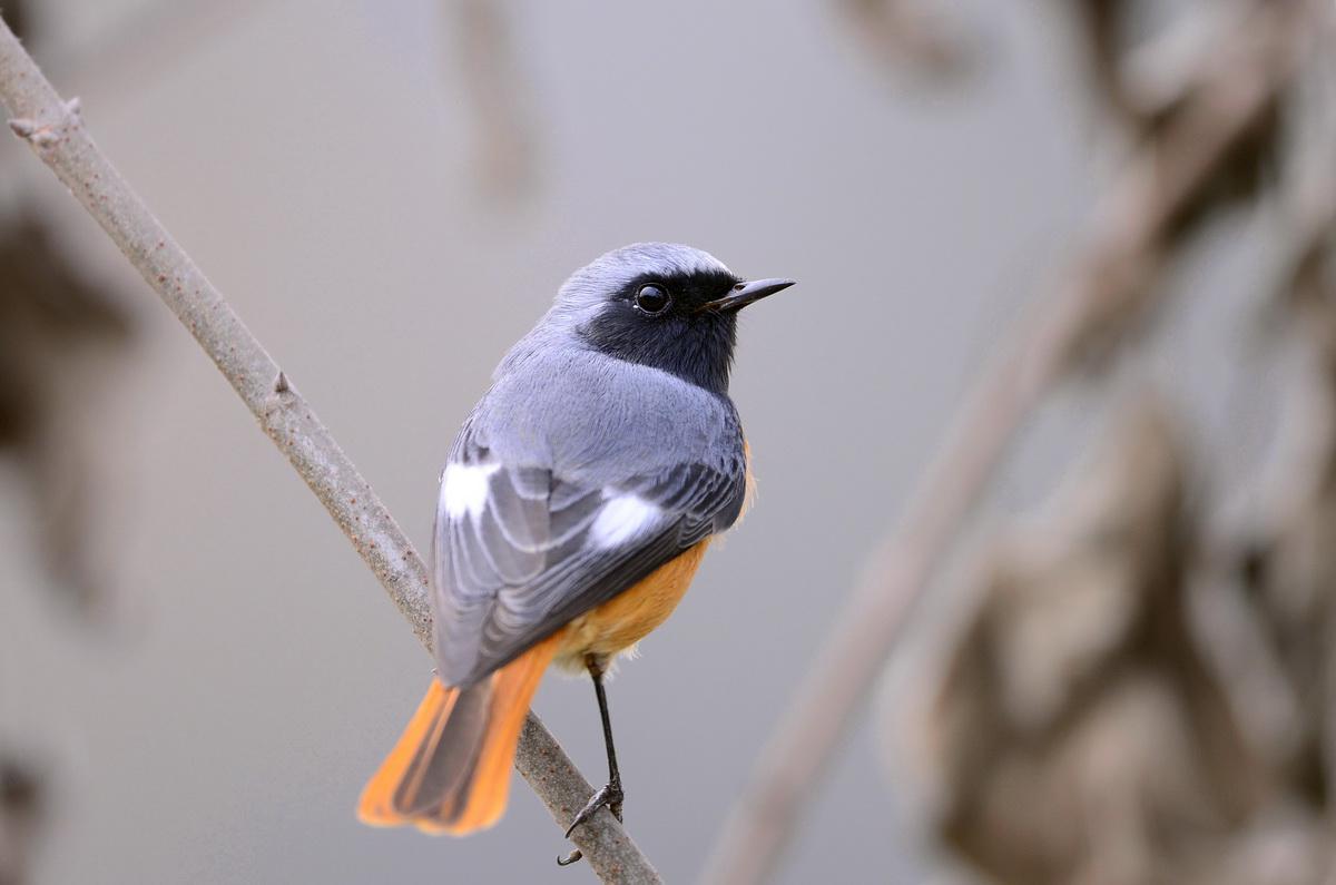 �ں���β�������Ӱ�θ�