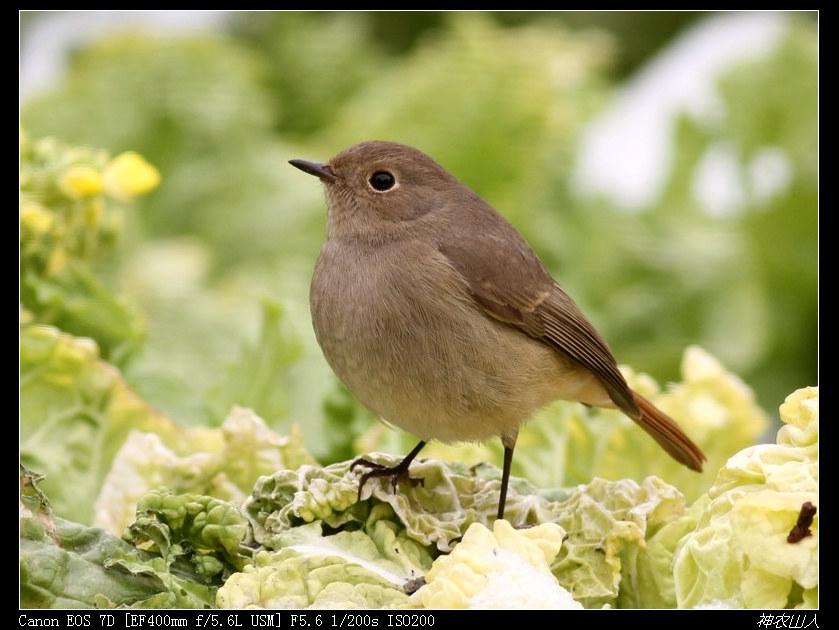 �ں���β������Ӱ��ũɽ��