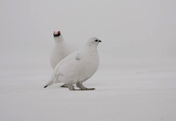 ������򸾣�����