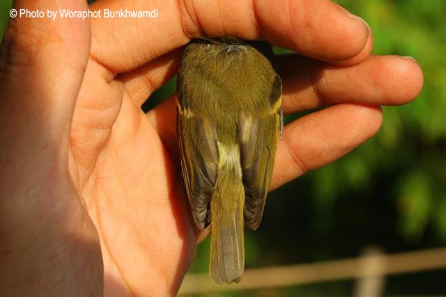 ������ݺ��̩����