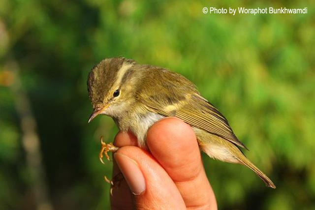 ������ݺ��̩����