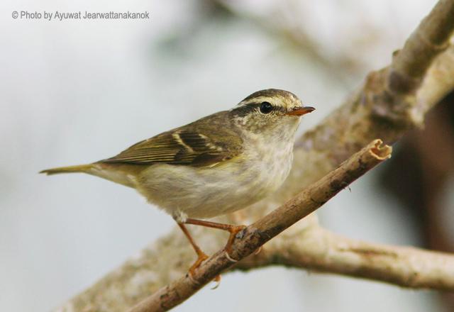 ������ݺ��̩����