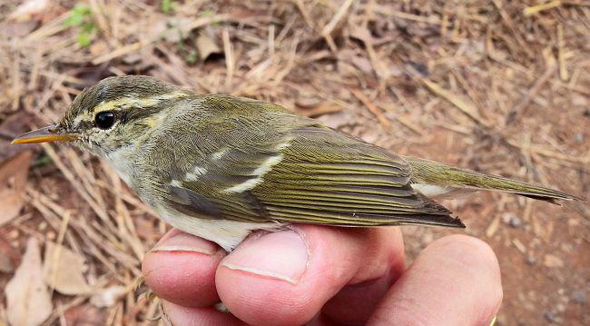 ˫������ݺ������̩����