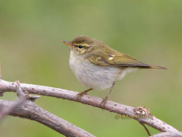 ˫������ݺ