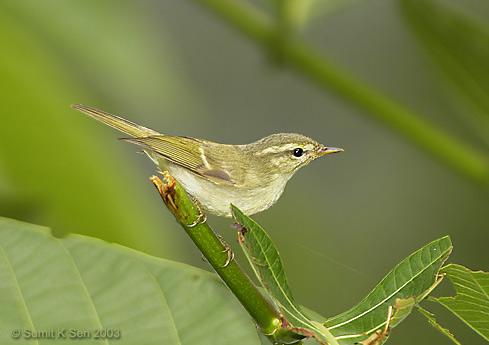 ˫������ݺ������ӡ�ȣ�