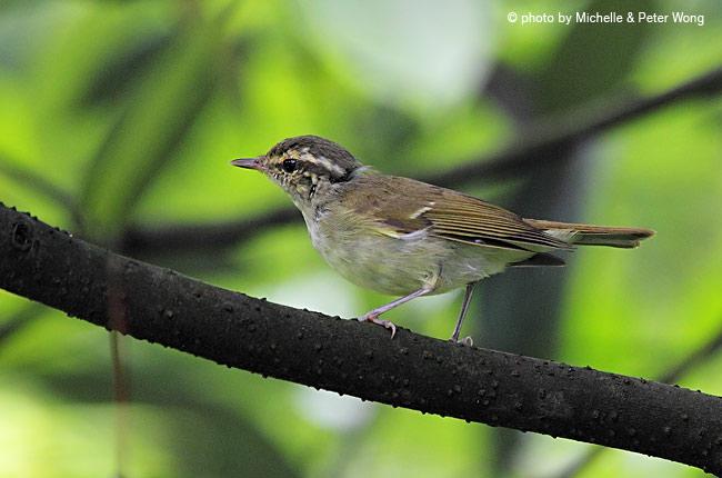 乌嘴柳莺 乌嘴柳莺的图片