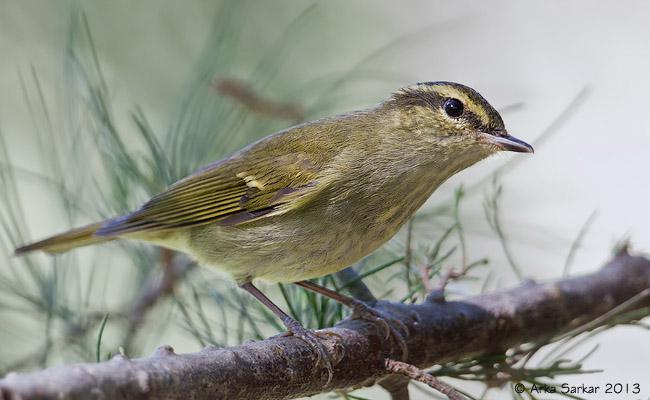 ������ݺ������ӡ�ȣ�