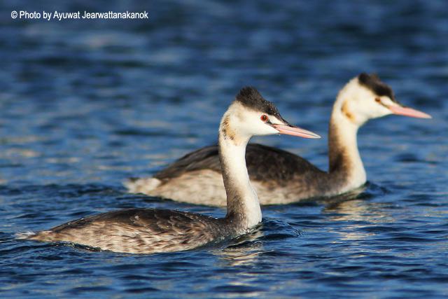 ��ͷ�G�f���Ƿ�ֳ��