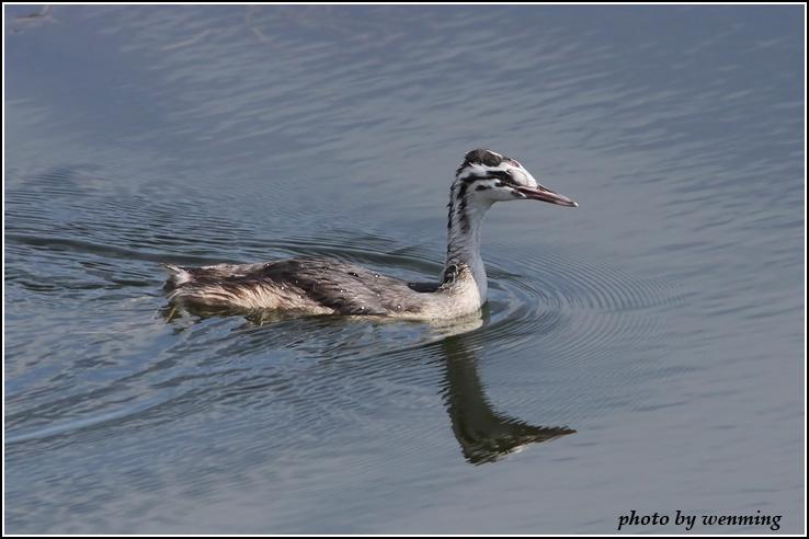 ��ͷ�G�f������