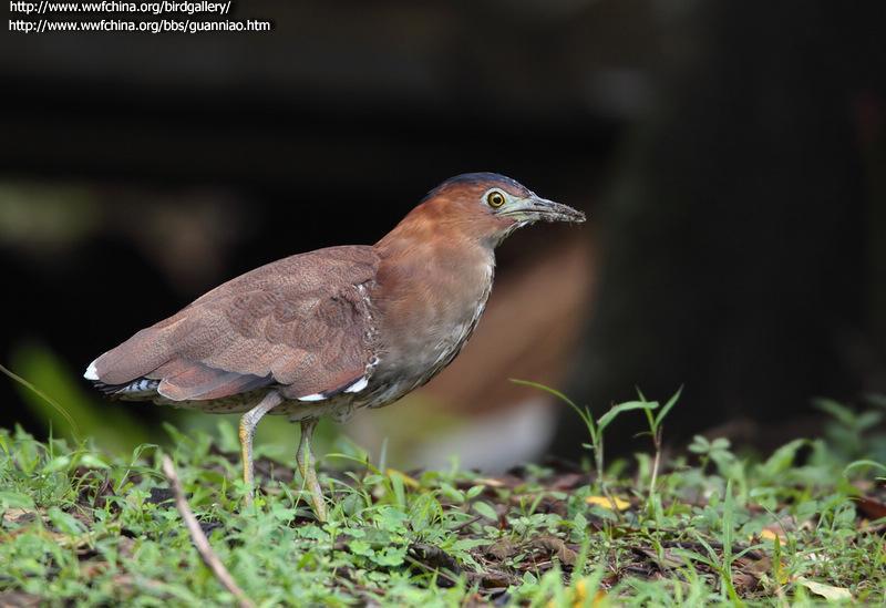 �ڹ��Z��ͼƬ