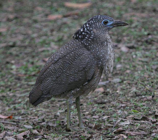 �ڹ��Z���ǳ���