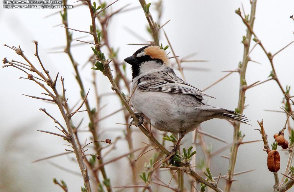 �ڶ���ȸ��ͼƬ