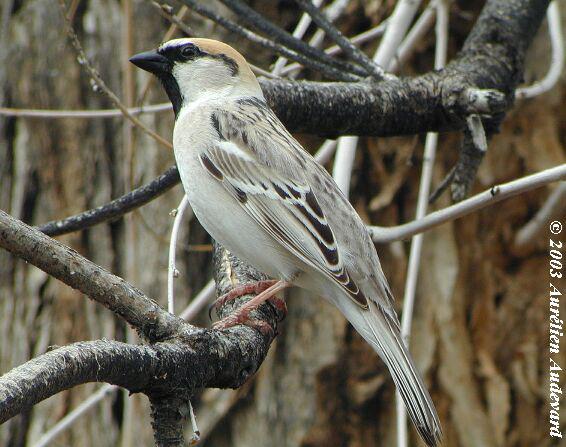 �ڶ���ȸ������