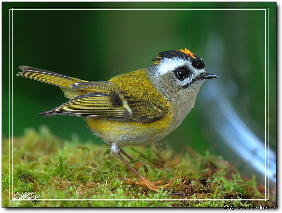 ̨����յ�ͼƬ