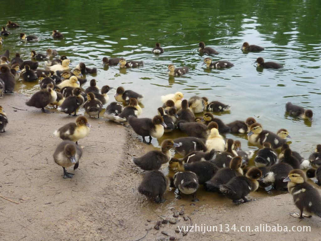 �����Ѽ����