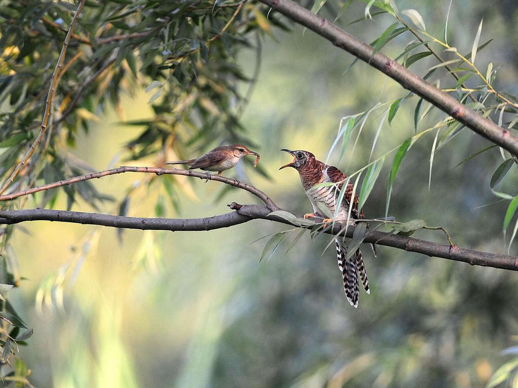 ��έݺιʳС�ž飬��Ӱ����ɽ