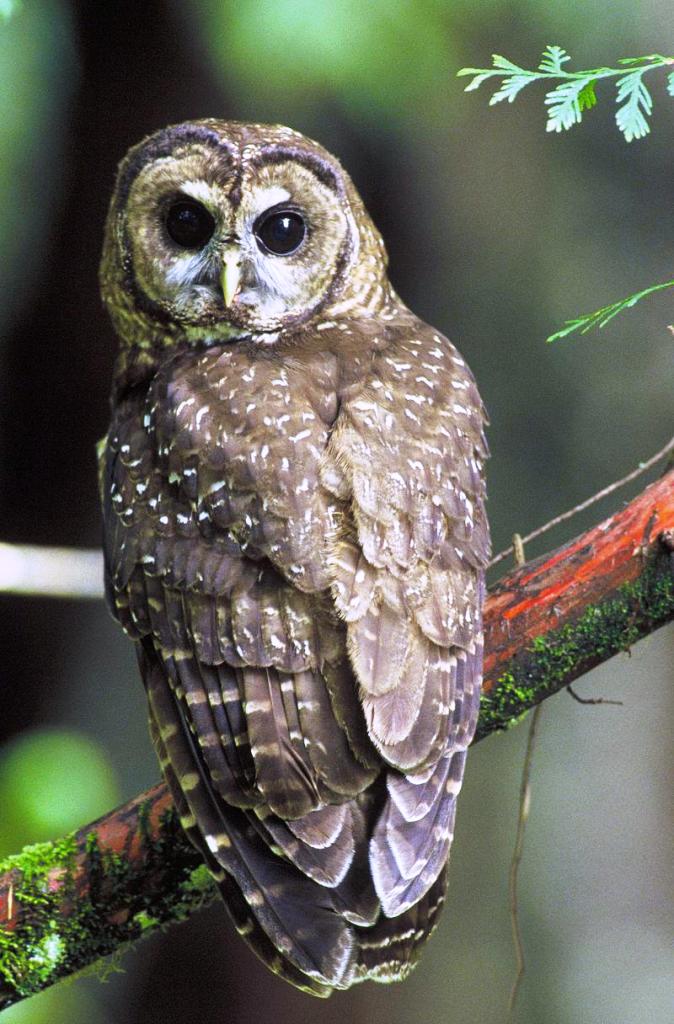 �����^��ͼƬ