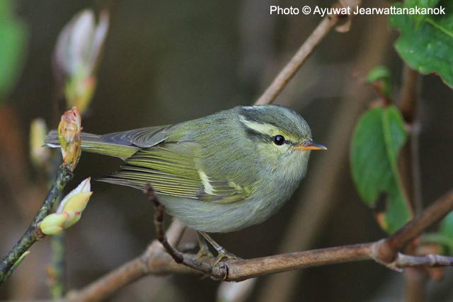 ������ݺ��ͼƬ