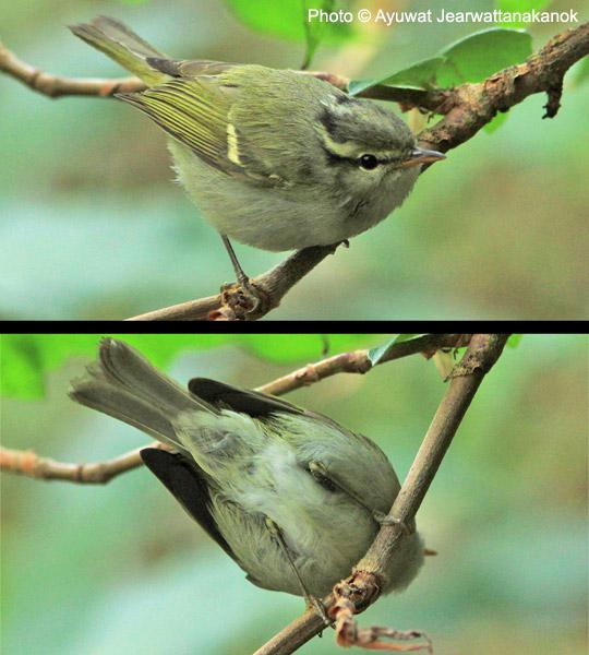 ������ݺ