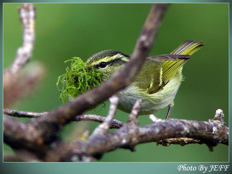 ������ݺ