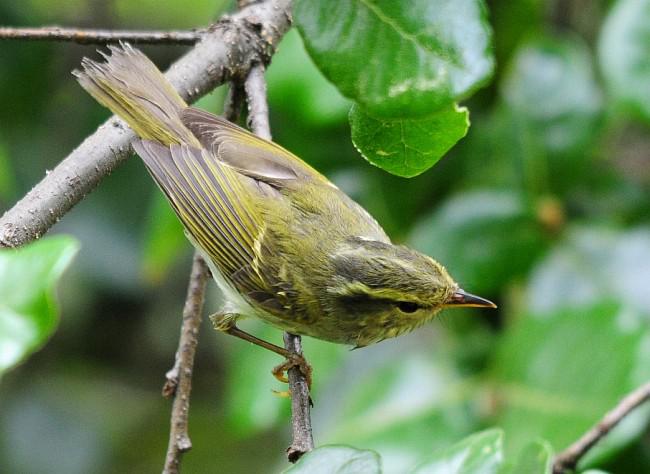 ������ݺ