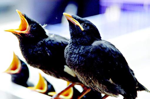 �˸磺����