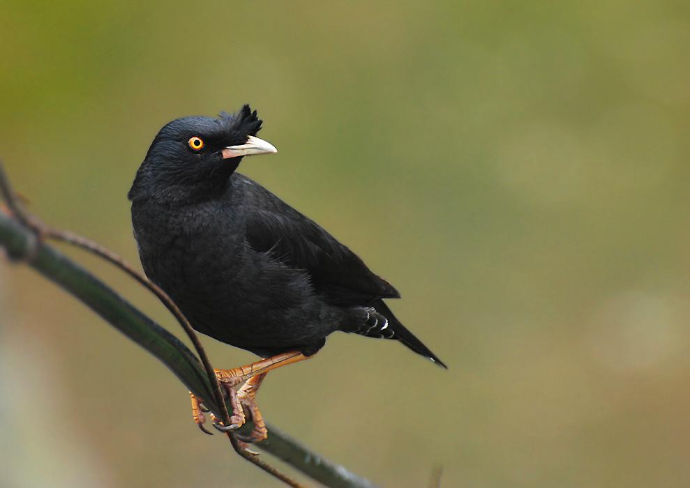 �˸磬��������ê