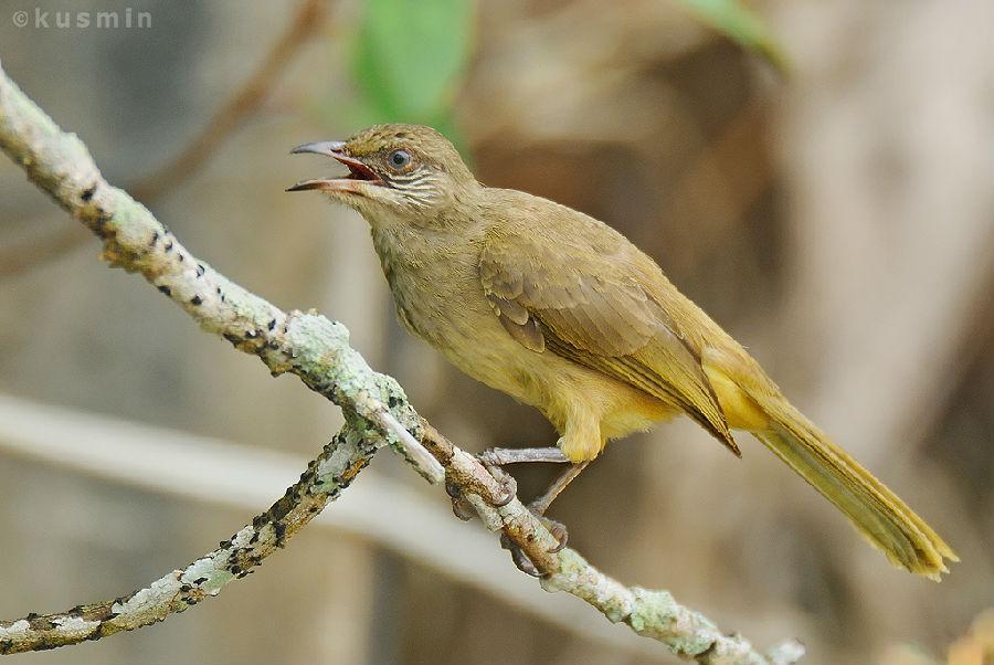 纹耳鹎 纹耳鹎的图片