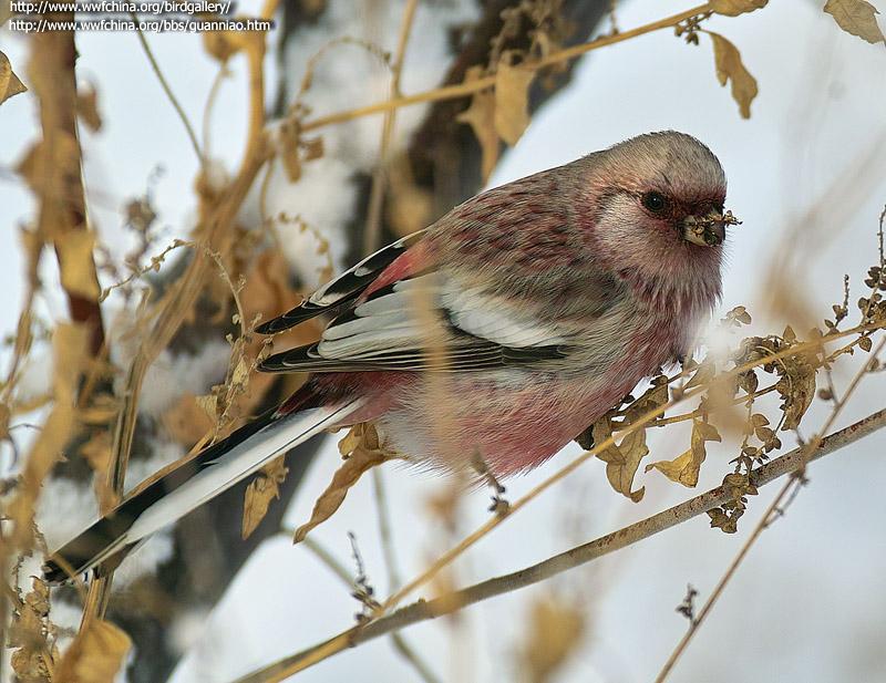 ��βȸ��ͼƬ