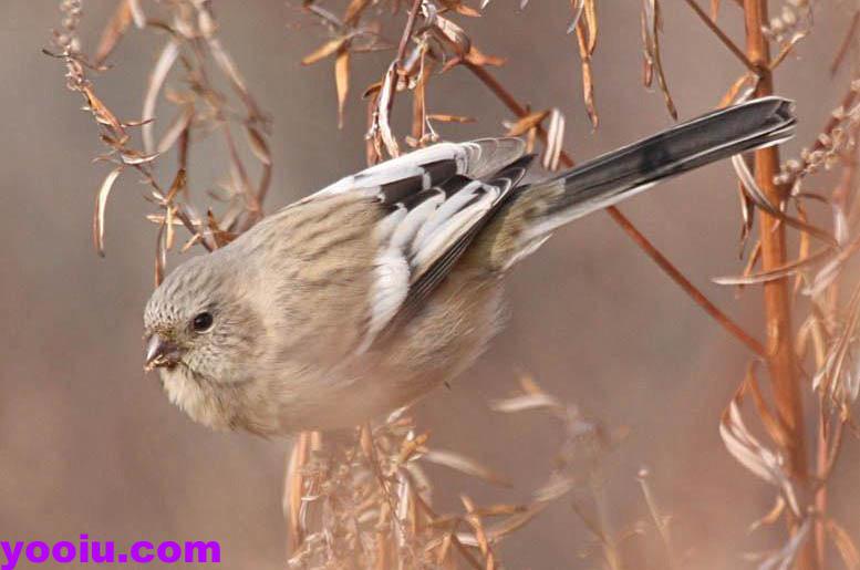 ��βȸ����