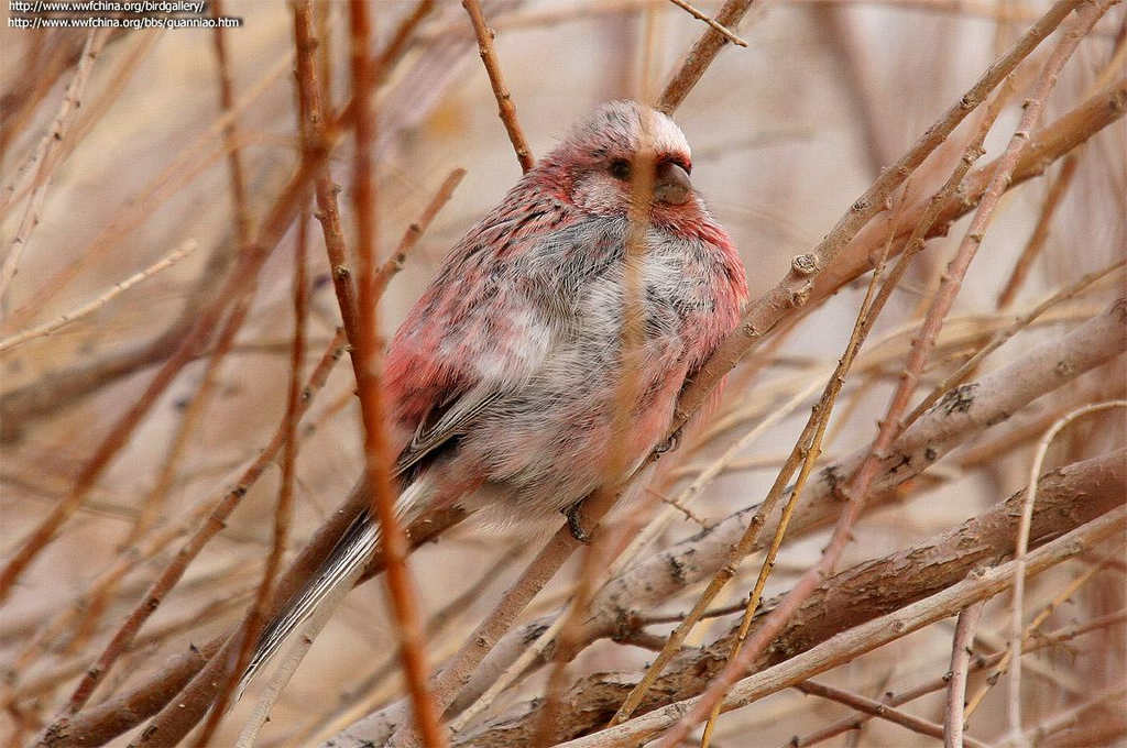 ��βȸ����