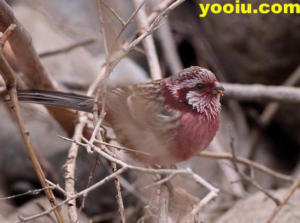 ��βȸ����