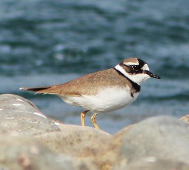 长嘴剑鸻 长嘴剑鸻的图片