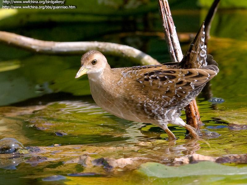 С�Ｆ������