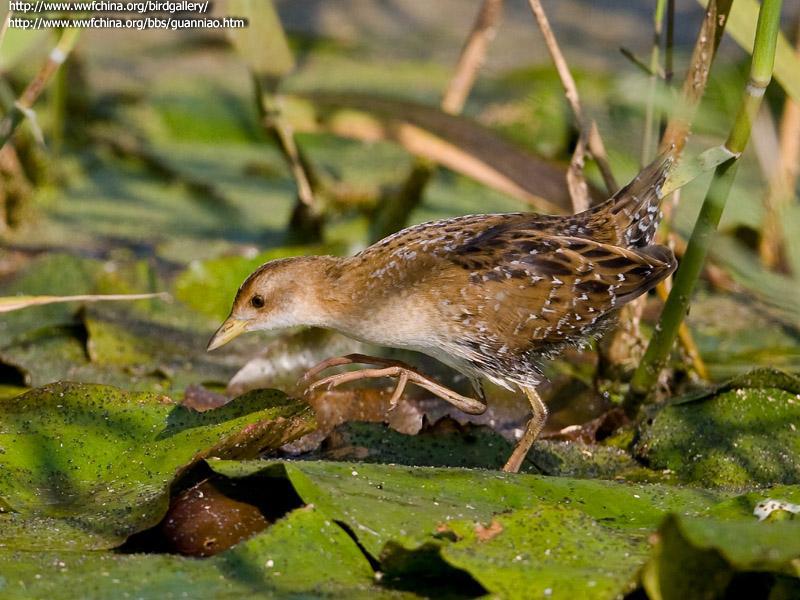 С�Ｆ������