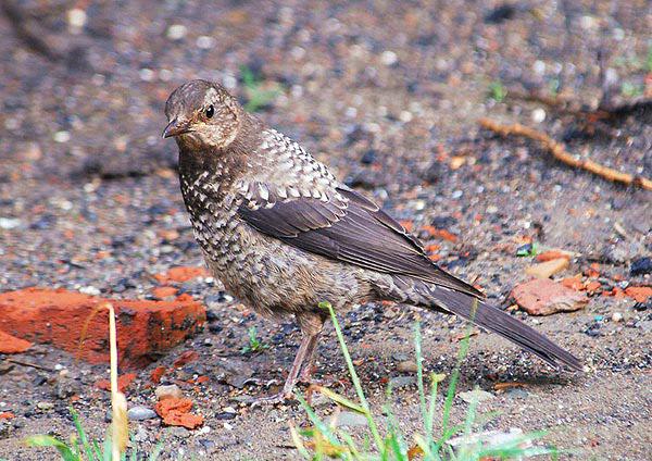 �ر�𴣺����