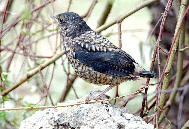 �ر�𴣺�ջ�ɵ��������ԣ�