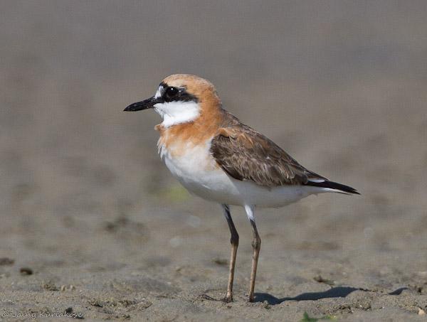 ����ɳ�a��ͼƬ