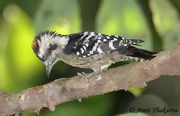 星头啄木鸟 星头啄木鸟的图片