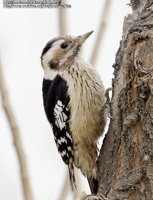 ��ͷ��ľ��