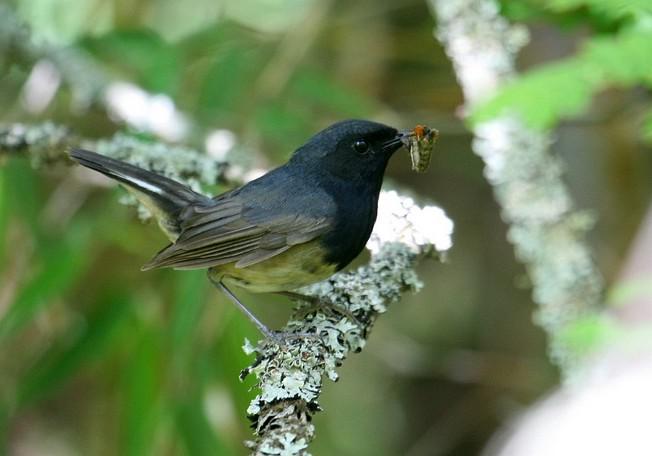黑喉歌鸲 黑喉歌鸲的图片