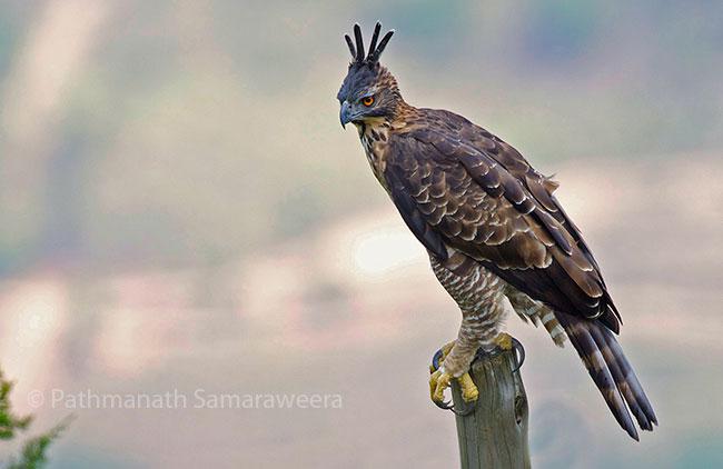 鹰雕 鹰雕的图片