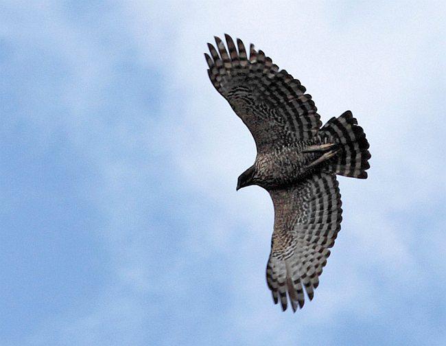 ӥ�񣺳������