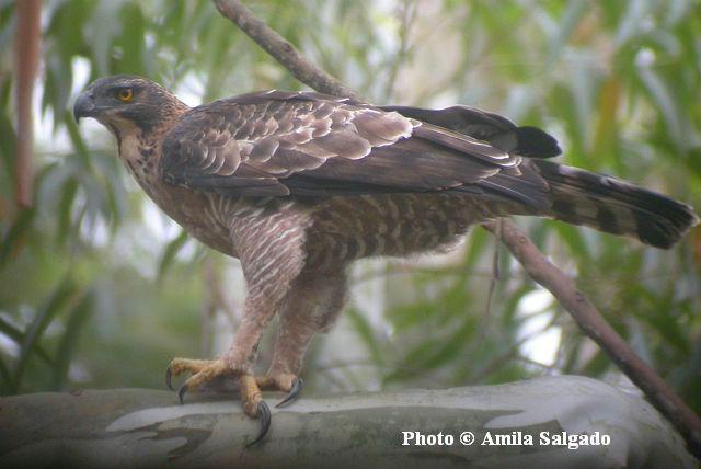 ӥ���ǳ���